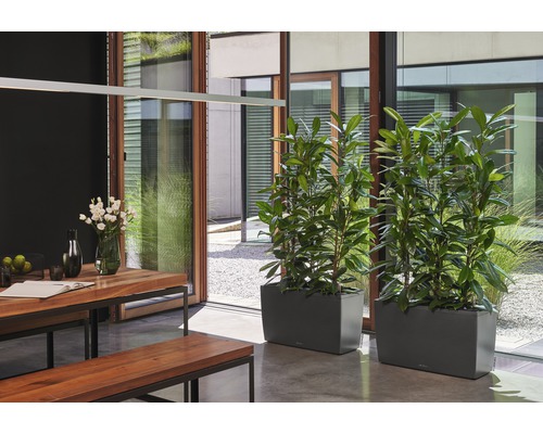 Salle à manger avec table en bois, bancs et deux bacs à plantes