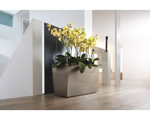 Orchidée décorative dans un bac à fleurs à l''intérieur