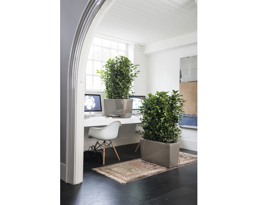 Bureau lumineux avec plantes en bacs à fleurs, bureau et chaise