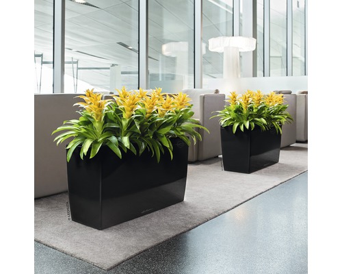 Deux jardinières avec des bromélias jaunes dans une pièce lumineuse.