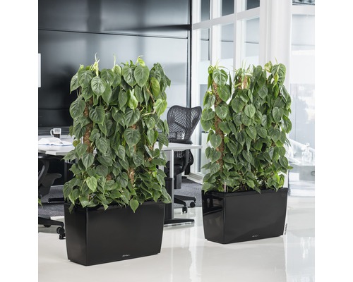 Deux séparateurs de pièce plantés dans un bureau avec des plantes grimpantes dans des bacs à fleurs noirs.