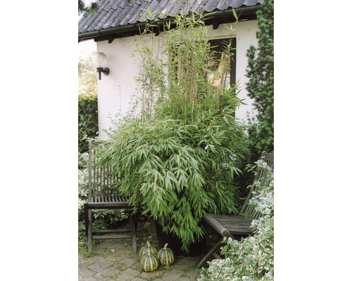 Bambou de jardin FloraSelf Fargesia murielae 'Super Jumbo' H 125-150 cm Co 15 L