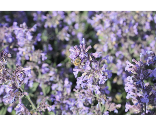 Katzenminze FloraSelf Nepeta faassenii 'Purrsian Blue' H 10-40 cm Co 0,5 L