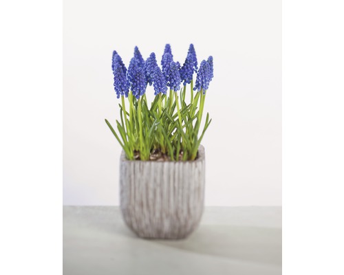 Jacinthe à grappes bleue FloraSelf Muscari botryoides 'Armeniacum' pot Ø 9 cm Jacinthes bleues en pot