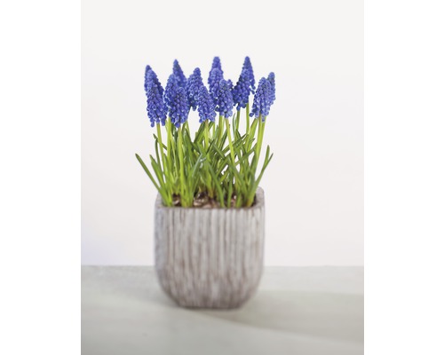 Jacinthe à grappes bleue FloraSelf Muscari botryoides 'Armeniacum' pot Ø 9 cm