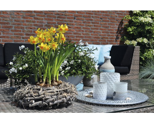 Gelbe Narzissen in einem Weidenkorb mit weissen Blumen und Gartenmöbeln