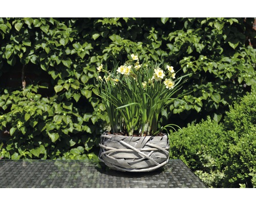 Narzissen in einem geflochtenen Korb auf einem Tisch im Garten