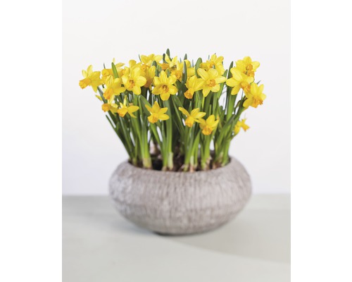 Jonquilles jaunes dans un pot