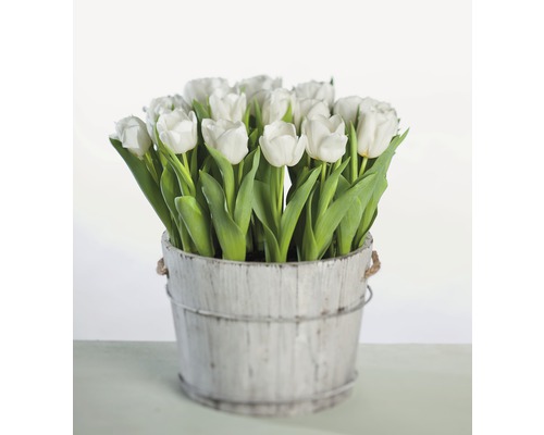 Tulipe FloraSelf Tulipa x Hybride 'Calgary' pot Ø 9 cm