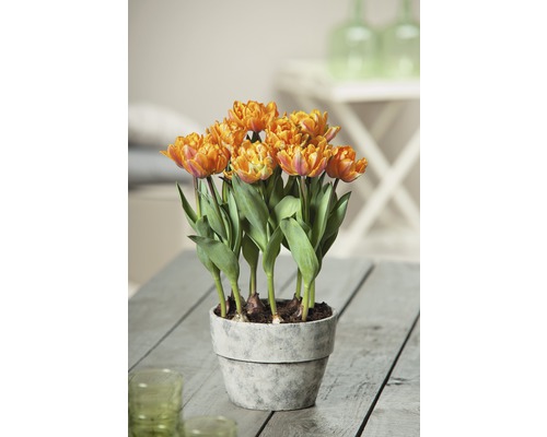 Tulipe FloraSelf Tulipa x Hybride 'Orange Princess' pot Ø 9 cm