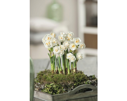 Narcisse jaune, narcisse trompette FloraSelf Narcissus pseudonarcissus 'Bridal Crown' pot Ø 12 cm