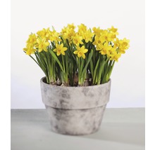 Narcisse jaune, narcisse trompette FloraSelf Narcissus pseudonarcissus 'Tête à Tête' pot Ø 12 cm-thumb-1