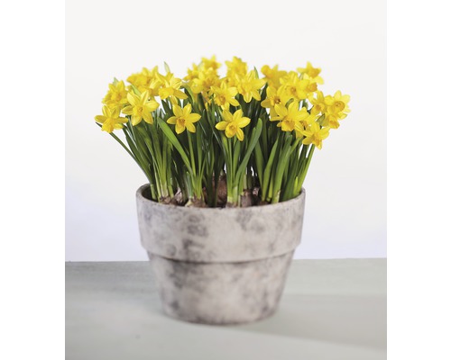 Narcisse jaune, narcisse trompette FloraSelf Narcissus pseudonarcissus 'Tête à Tête' pot Ø 12 cm Narcisse jaune, narcisse trompette FloraSelf Narcissus pseudonarcissus 'Tête à Tête' pot Ø 12 cm