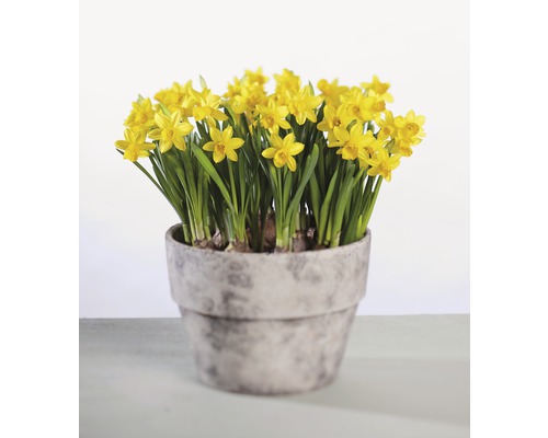 Osterglocke Narzisse Tete a Tete FloraSelf Ø 12 cm