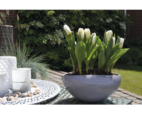 Weisse Tulpen in grauem Übertopf auf einem Tisch im Freien, umgeben von Dekorationsgegenständen
