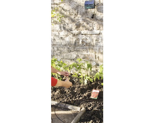 Système d''irrigation pour plants de tomates dans le jardin
