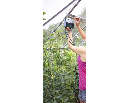 Une femme installe un système d''irrigation dans une serre pour les plants de tomates.