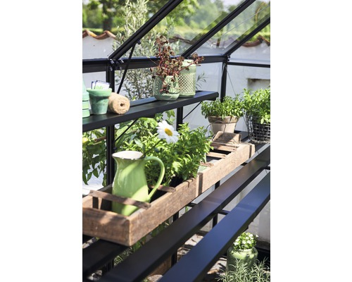 Vue intérieure d''une serre avec des étagères et diverses plantes en pots