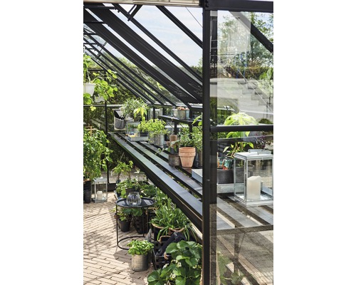 Intérieur d''une serre avec des plantes et des étagères