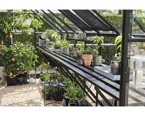 Serre avec plantes et étagères, idéale pour la culture au jardin