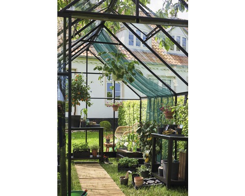 Serre avec plantes, étagères et allée en bois