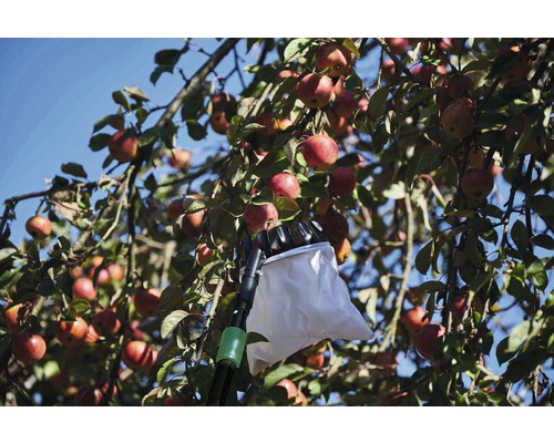 Apfelpflücker im Einsatz an einem Apfelbaum mit reifen Äpfeln.