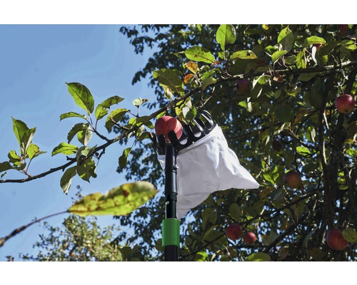 Apfelernte mit Obstpflücker im Obstgarten