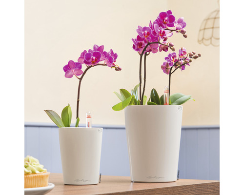 Zwei Mini-Orchideen in weissen Übertöpfen mit Bewässerungsanzeige