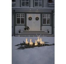 Groupe de rennes illuminés sur des branches de sapin dans la neige devant une maison.