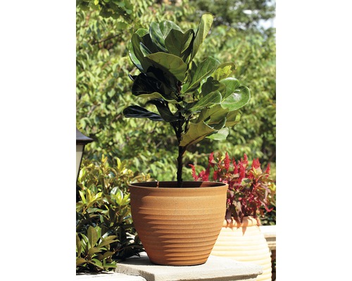 Figuier dans un pot de fleurs sur la terrasse