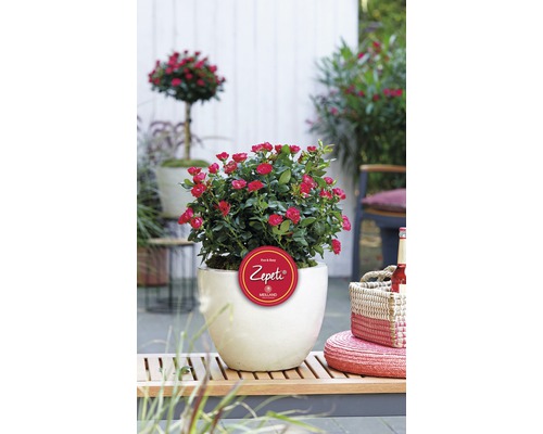 Beetrose im Topf mit Zepeti-Logo im Garten