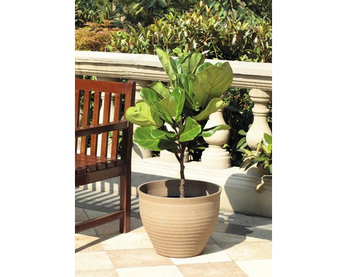 Ficus lyrata dans un pot sur une terrasse
