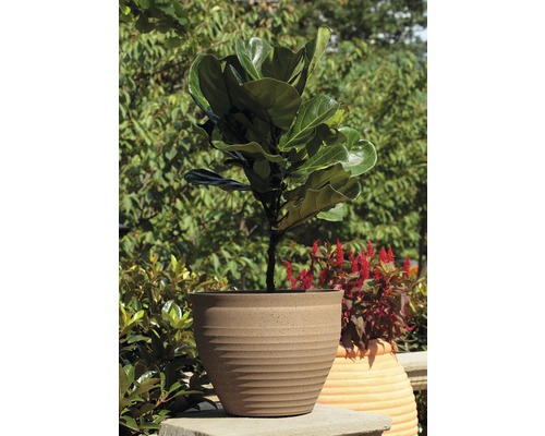 Ficus lyrata dans un pot de fleurs dans le jardin