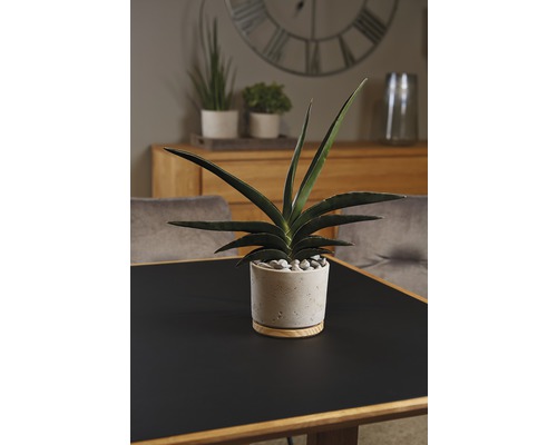 Plante d''intérieur dans un pot avec des pierres sur une table