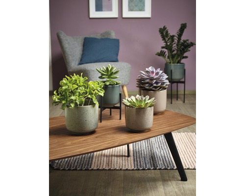 Plantes d''intérieur décoratives en pot sur une table de salon