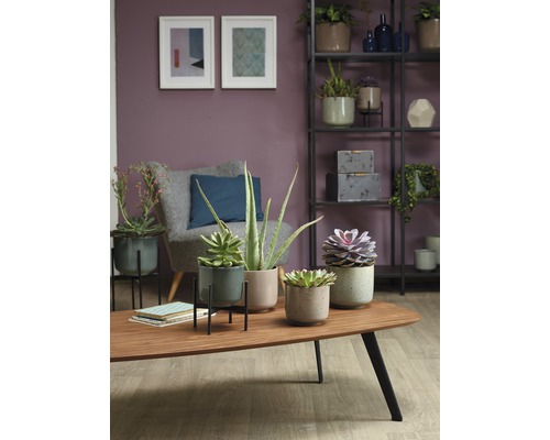 Salon avec plantes d''intérieur en pots sur une table basse