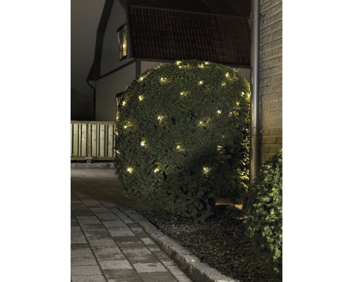 Arbuste illuminé avec des lumières dans le jardin