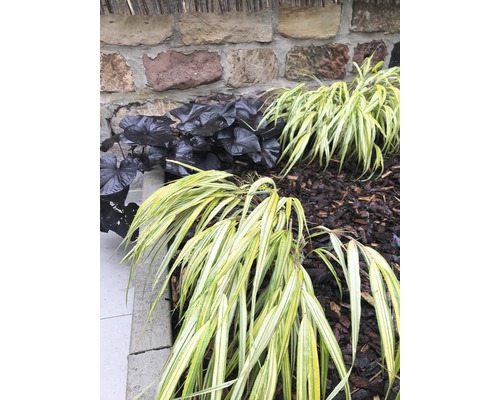 Herbe du Japon dorée FloraSelf Hakonechloa macra 'Aureola' h 5-20 cm p 14 cm Vue de jardin avec graminées ornementales et bergénia à feuilles sombres devant un mur de pierre