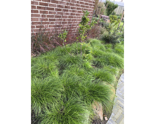 Gartenlandschaft mit Ziergräsern und kleinem Baum vor einer Backsteinmauer