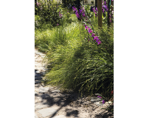 Gartenweg mit Ziergras und blühenden Gladiolen