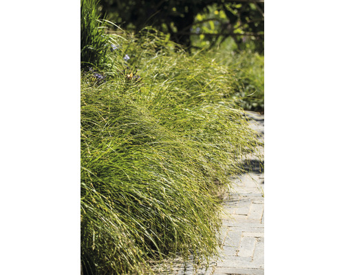 Dekorative Grasbepflanzung entlang eines Gartenwegs.