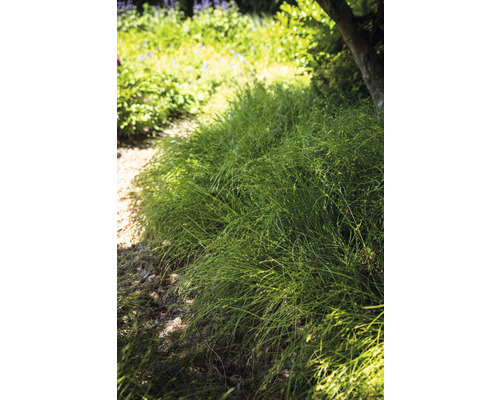 Detailaufnahme von Zwerg-Binsen im Garten.