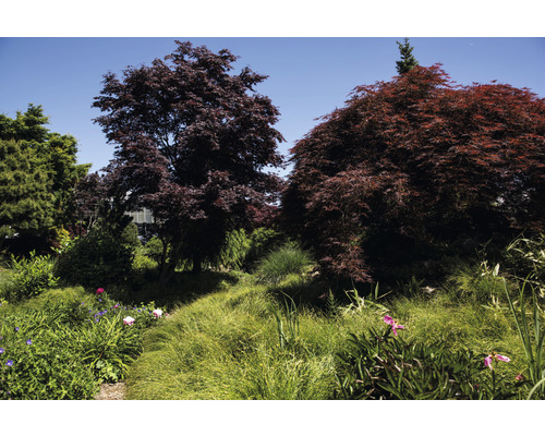 Gartenlandschaft mit japanischen Ahornbäumen und üppiger Bepflanzung