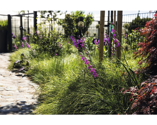 Garten mit Weg, Gras und Gladiolen