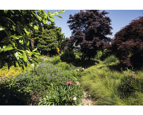 Garten mit verschiedenen Pflanzen, Blumen und Bäumen.