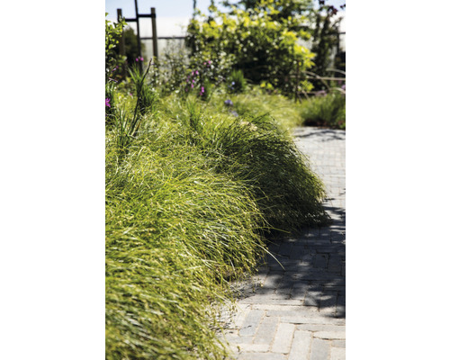 Gartenweg gesäumt von Ziergras