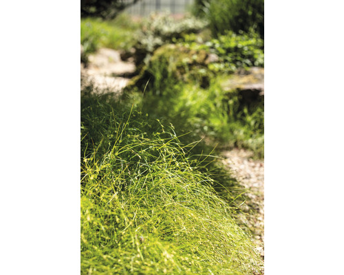 Nahaufnahme von Ziergras im Garten