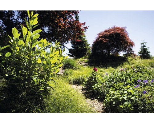 Gartenlandschaft mit Büschen, Bäumen und Blumen
