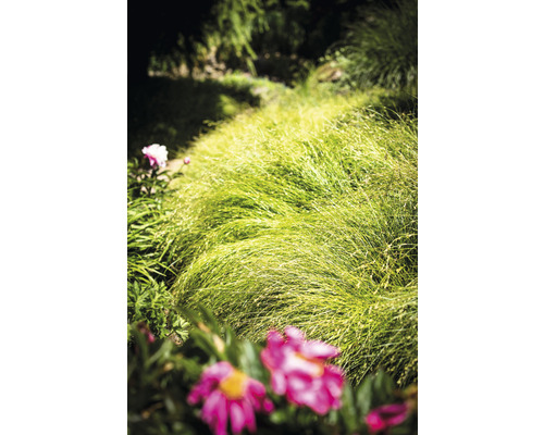 Gartenlandschaft mit Ziergras und Blüten