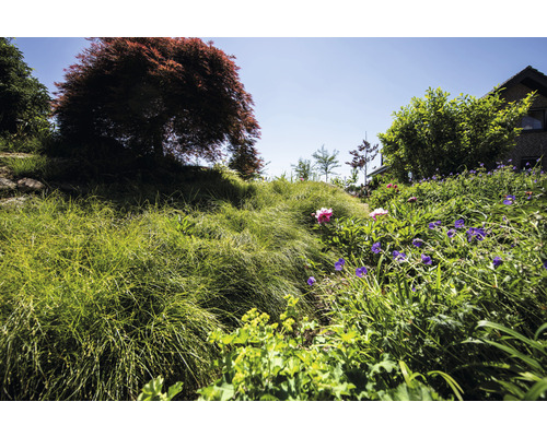 Landschaftsbild mit Garten, Pflanzen und Bäumen